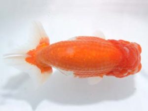 泉州らんちゅう会　東大関　猪尾正紀　宍粟市