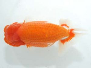 泉州らんちゅう会　西大関　猪尾正紀　宍粟市