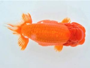 泉州らんちゅう会　東取締　西川　稔　堺市