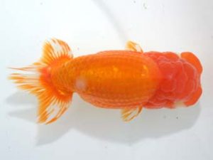 泉州らんちゅう会　西取締　岸崎朋生　三重