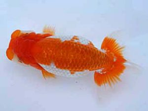 瀬戸内らんちう会　野崎　豊　備前