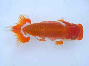 瀬戸内らんちう会　立行司　浮森正樹　倉敷