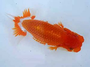 瀬戸内らんちう会　東取締　胡本佳孝　玉野