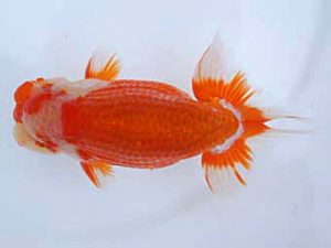 瀬戸内らんちう会　東大関　野崎　豊　備前