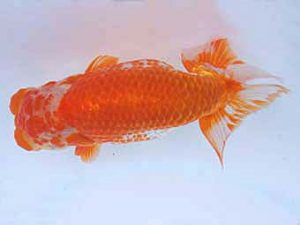 瀬戸内らんちう会　西大関　渡辺繁明　岡山