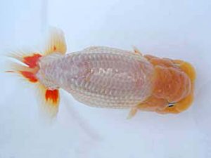 瀬戸内らんちう会　立行司　藤原　繁　福山