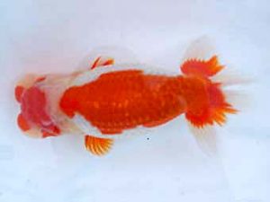 瀬戸内らんちう会　東取締　野崎　豊　備前