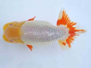 瀬戸内らんちう会　西取締　田中健太郎　安来市