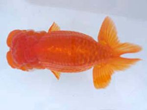 瀬戸内らんちう会　東大関　松浦　輝　松江