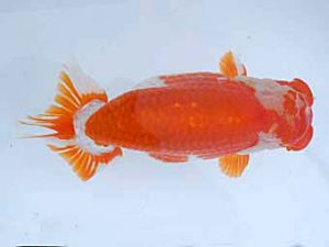 瀬戸内らんちう会　西大関　渡部良治　松江