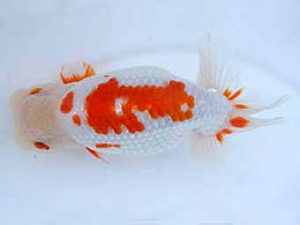 瀬戸内らんちう会　立行司　中野　勇　相生