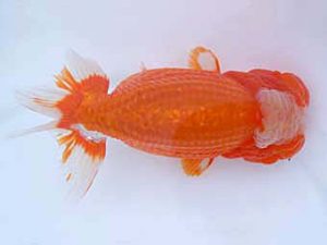 瀬戸内らんちう会　東取締　鈴木ミカ　倉敷