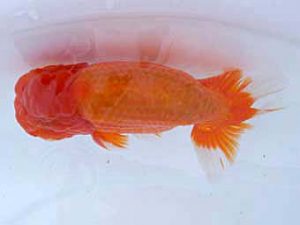 瀬戸内らんちう会　西取締　浮森正樹　倉敷