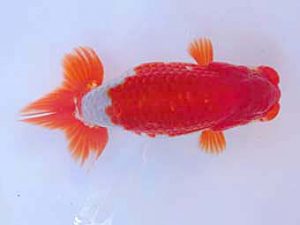 志摩紅鱗会　西大関　大河内正行　津市