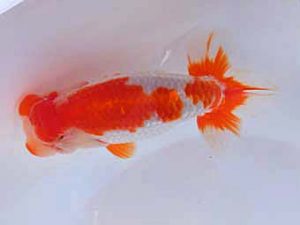 志摩紅鱗会　立行司　小濱照明　松阪市