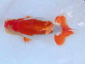 志摩紅鱗会　取締一　久富友博　福岡県