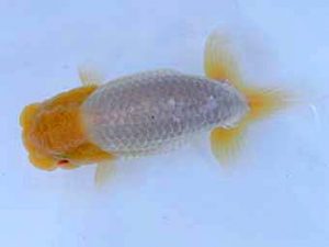 志摩紅鱗会　取締二　山口広隆　津市