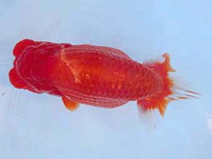 志摩紅鱗会　東大関　小濱照明　松阪市