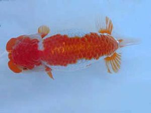 志摩紅鱗会　取締一　大田恒男　志摩市