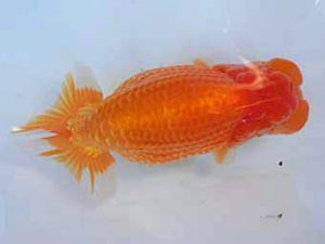 志摩紅鱗会　東大関　林　みか　志摩市