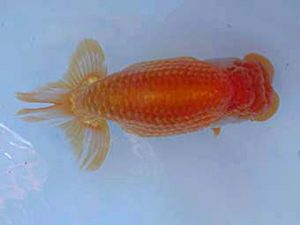 志摩紅鱗会　西大関　大田恒男　志摩市