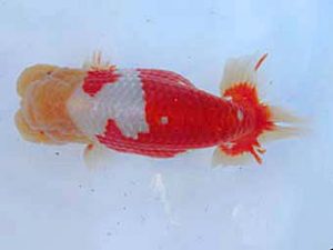 志摩紅鱗会　立行司　山口広隆　津市