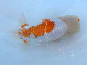 志摩紅鱗会　取締一　小河　孝　志摩市