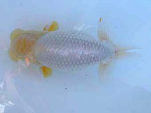 志摩紅鱗会　取締二　小河　孝　志摩市