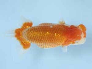 天狗會 東大関　中村健一　さいたま