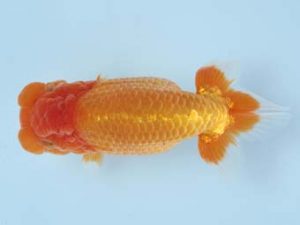 天狗會 西大関　荘司三郎　新宿