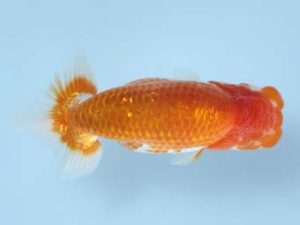 天狗會 取締一　東海林成通　横浜