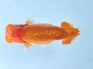 天狗會 取締二　青木三吉　青梅