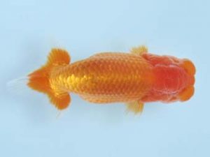 天狗會 西大関　青木三吉　青梅