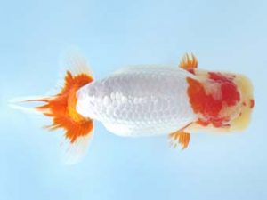 天狗會 東大関　須田友一郎　八王子