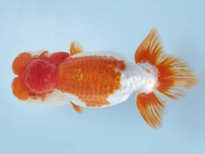 天狗會 西大関　中村芳雄　松伏