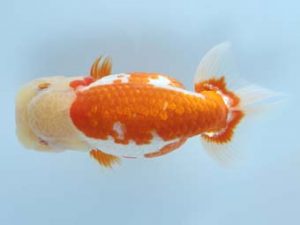 天狗會 立行司　須田友一郎　八王子