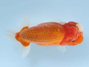 天狗會 取締一　吉岡眞一　瑞穂