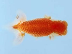 天狗會 取締二　青木三吉　青梅