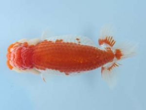 天狗會 立行司　奥住俊克　日野