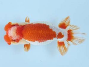 天狗會 取締一　一戸勇三　前橋