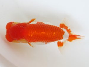 西日本金魚愛好会　東大関　橋岡信行　大分らんちう会