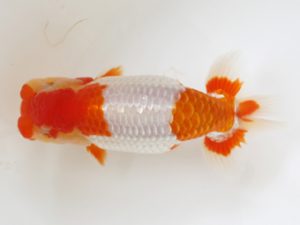 西日本金魚愛好会　立行司　山田英幸　福岡観魚