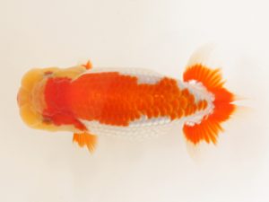 西日本金魚愛好会　東取締　野田善洋　鳥栖みやき