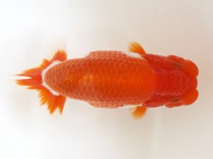 西日本金魚愛好会　西取締　奥村　豊　一般