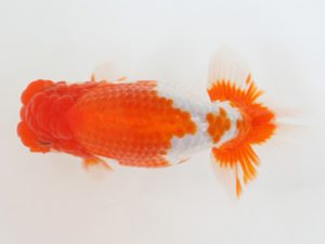 西日本金魚愛好会　立行司　波呂茂樹　福岡観魚