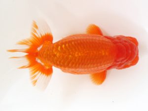 西日本金魚愛好会　東取締　真島恵介　鳥栖みやき