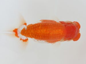 西日本金魚愛好会　西取締　矢川俊樹　福岡観魚