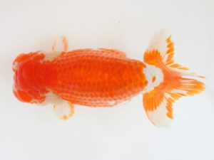 西日本金魚愛好会　東大関　東　秀明　日らん佐賀