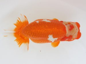 西日本金魚愛好会　西大関　力丸洋一　鳥栖みやき