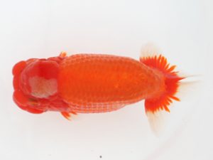 西日本金魚愛好会　立行司　宮副弘行　日らん佐賀